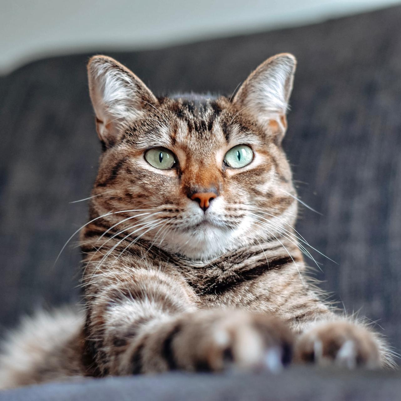 brown tabby cat lying on white textile